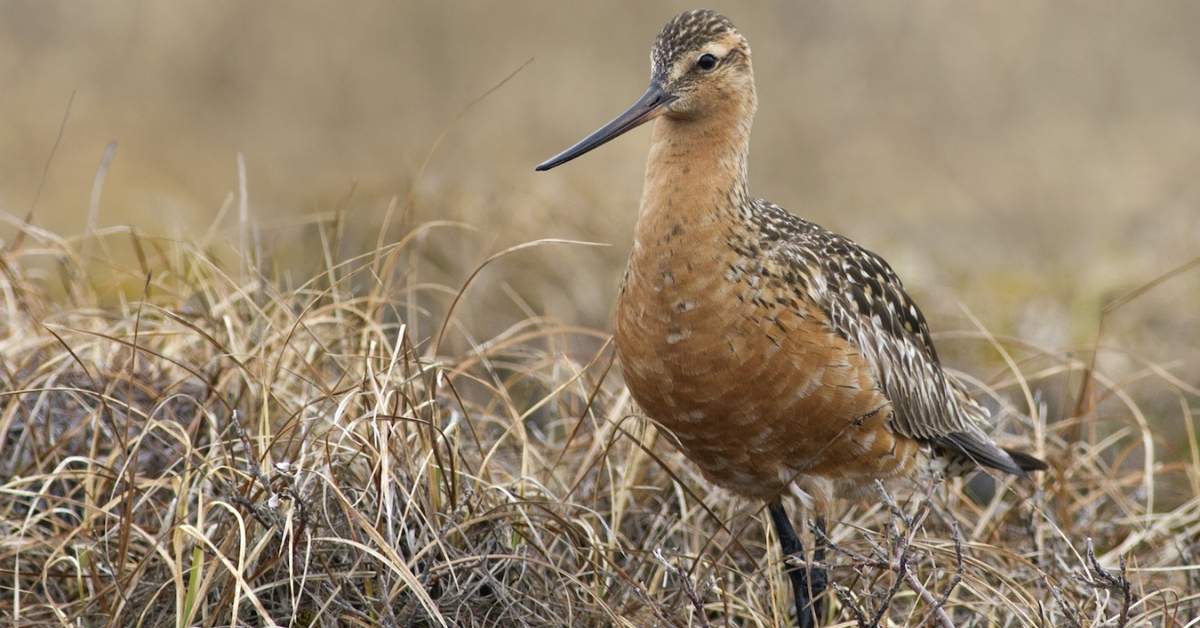 Diverse Shorebird Habitats in Alaska