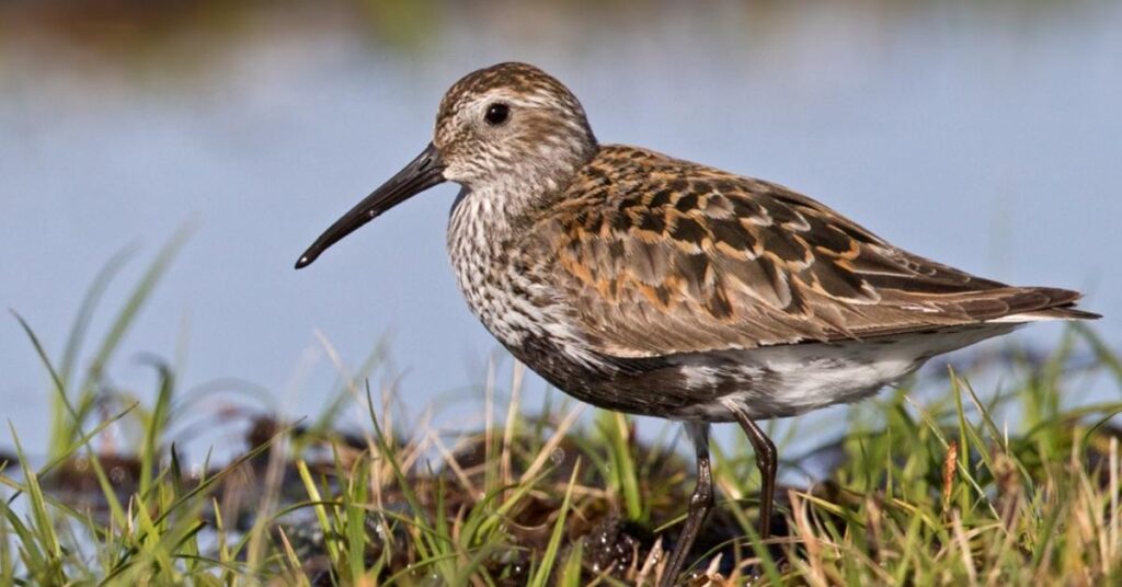 Shorebirds in Alaska