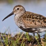 Shorebirds in Alaska Shorebirds in Alaska