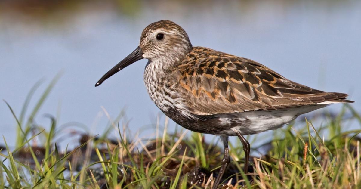 Shorebirds in Alaska
