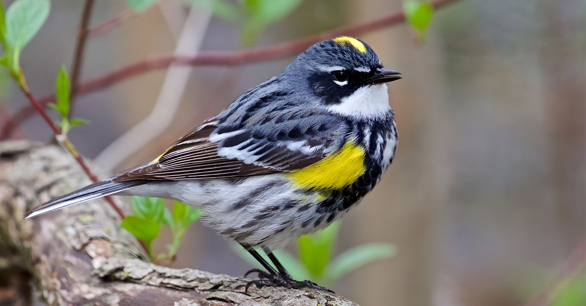 Myrtle Warbler