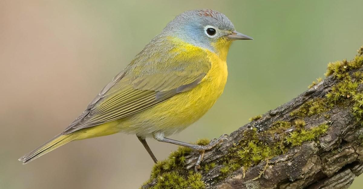 Nashville Warbler