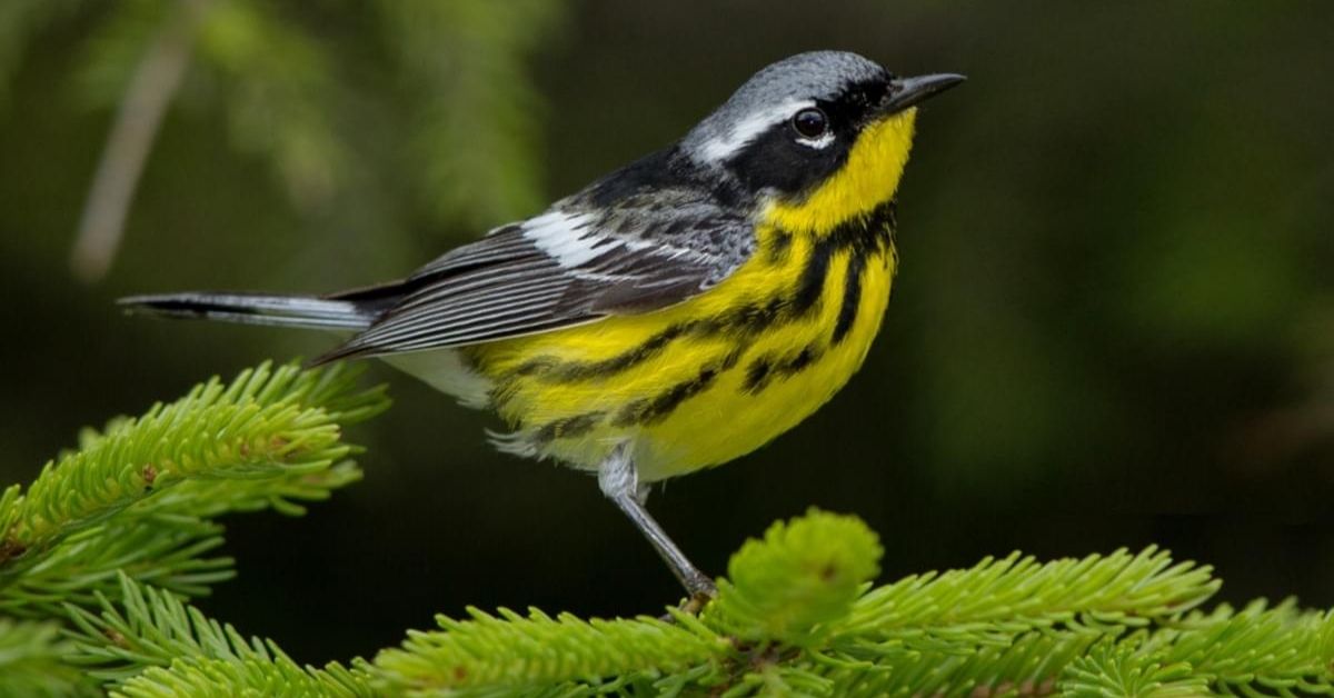  Bay-Breasted Warbler