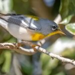 #15-Warbler Found Florid Florida is a paradise for bird lovers, especially for those who enjoy watching colorful warblers. The warbler found in Florida is known for its bright feathers, sweet songs, and lively behavior. From the mangroves to the forests, these tiny birds fill the air with music all year round. Many types of warbler found in Florida come during migration, while others stay as residents in the warm climate. People travel from all over the USA to see the warbler found in Florida in its natural home. Each warbler found in Florida has its own color, song, and story, making every sighting special and unforgettable. 1- Myrtle Warbler The Myrtle Warbler, one of the most common species of warbler found in Florida, is easily identified by its gray plumage with black streaks and a bright yellow patch on its rump. During winter, these resident and transient birds are widely observed across Florida’s coasts and inland habitats, including parks and urban gardens. Males are often brighter, especially during the breeding season, making them a delight for both amateur and professional birdwatchers. Their behavior includes quick flitting movements and distinct songs that can often be heard from forest edges or shrubby growth. These warblers feed on insects during summer but switch to berries during the cooler months. The Myrtle Warbler represents the adaptability and resilience of avian fauna in the southern ecosystems of Florida. 2- Wilson’s Warbler The Wilson’s Warbler is a bright yellow species with a striking black cap, often seen during migration through Florida in spring and fall. Although they don’t usually breed in Florida, their seasonal presence is a favorite among bird photographers and ornithologists. These migratory warblers prefer forest edges and wetlands, especially during their passage through the state. Their song is a sweet, high-pitched trill, often used for territorial and courtship purposes. Observing this warbler provides a glimpse into the complexity of avian migration and how these small birds rely on Florida’s ecosystem as a resting ground during their long journeys between North and Central America. 3- American Yellow Warbler The American Yellow Warbler (Setophaga petechia) is among the most visually striking warblers found in Florida. This species has several subspecies, including the Golden or Cuban Yellow Warbler, which are nonmigratory and resident in Florida’s red mangroves and coastal fringes. Their bright yellow plumage, buzzing song, and distinct call make them easy to identify even from a distance. In Miami-Dade, Monroe, and Florida Bay, these warblers breed in the mangrove habitat, showing a strong connection to the state’s subtropical environment. Interestingly, the Florida Yellow Warbler was first recorded breeding in 1942, suggesting a relatively recent colonization of the region. The Setophaga discolor paludicola and Setophaga petechia varieties highlight Florida’s unique ornithology and ecology, contributing to ongoing conservation and recolonization studies. 4- American Redstart The American Redstart adds vibrant energy to Florida’s birdlife with its black and orange plumage. This migratory warbler uses Florida as an essential stopover during spring and fall migration, often seen darting between forest edges and wetlands in search of insects. Known for their territorial behavior, these birds fan their tails to flush out prey. They can be spotted throughout the coastal regions and State Parks, adding movement and color to the avian population during migration periods. Their song is lively and complex, reflecting the diversity of warblers found in Florida. 5- Orange-Crowned Warbler The Orange-Crowned Warbler is a more subtle species compared to its colorful relatives. Often described as plain yellow-green, it’s a challenge to identify without careful observation. These migratory birds spend their winter months in Florida’s wetlands, shrubs, and coastal habitats, especially in southern areas. Despite its subdued appearance, the Orange-Crowned Warbler plays a crucial role in maintaining the ecology of Florida’s ecosystem by feeding on insects and contributing to pest control. Their presence highlights the importance of environmental conservation and habitat protection. 6- Nashville Warbler The Nashville Warbler is another migratory species that passes through Florida during spring and fall. Recognized by its gray head and yellow belly, it frequents second-growth forests and shrubby habitats during migration. Though it doesn’t breed in Florida, the Nashville Warbler’s occurrence contributes to the state’s status as a critical avian migration passage. Birdwatchers can often hear its rising pitch song in coastal and wetland regions during early mornings in April and May. 7- Common Yellowthroat The Common Yellowthroat is one of the most widespread warblers found in Florida. Males are easily recognized by their black mask and bright yellow throat, while females have softer tones. This species thrives in wetlands, marshes, and grassy areas, making it one of the easiest warblers to observe. They are known for their persistent song and adaptability, often breeding in both urban and rural environments. Conservation efforts for wetland areas have ensured that this resident species continues to flourish across the state. 8- Black-and-White Warbler The Black-and-White Warbler is one of the most distinctive warblers found in Florida due to its black and white streaks and nuthatch-like climbing behavior. It can be seen year-round, particularly in mature forests and mangroves. Its foraging style, which involves creeping along trunks and branches, makes it stand out from other Setophaga species. The Black-and-White Warbler demonstrates the behavioral diversity within Florida’s avian community, contributing to its rich ecological balance. 9- Northern Waterthrush The Northern Waterthrush is closely linked with Florida’s mangrove and wetland habitats. Its ground-foraging behavior and distinct, sharp song make it one of the most vocal warblers in the southern regions of the state. Seen mostly during migration, this species is a strong indicator of healthy wetland ecology. Its presence in Florida Bay and coastal mangrove areas emphasizes the need for ongoing conservation and protection of habitats from environmental concerns such as habitat loss. 10- Ovenbird The Ovenbird, named for its oven-shaped nest, is another warbler found in Florida during migration seasons. Its powerful “teacher-teacher” song is a familiar sound in forested regions during spring and fall. Though not a resident species, the Ovenbird’s occurrence during migration adds to Florida’s role as a crucial stopover habitat for North American avian populations. 11- Tennessee Warbler The Tennessee Warbler passes through Florida during migration, feeding on nectar and insects. It is often seen in forests and edge habitats, using its sharp visual detection to locate prey. This small bird contributes to natural insect control, showing how even transient species play a role in Florida’s ecosystem. Their presence during summer and winter transitions adds to the rich seasonal biodiversity of the state. 12- Northern Parula The Northern Parula is one of the most common breeding warblers found in Florida. With a beautiful mix of blue, green, and yellow plumage, it nests in Spanish moss hanging from trees. This species thrives in subtropical forests and humid environments, making it a year-round attraction for birdwatchers. Their rising, buzzing song fills the forests during January through July, marking their territory and courtship displays. The Northern Parula perfectly represents Florida’s endemic birdlife and ecological diversity. 13- Magnolia Warbler The Magnolia Warbler is a vibrant migrant seen in Florida during spring and fall. Recognized by its bold black streaks and yellow underside, it frequents forest edges and shrubby habitats. Its migration from North to South America makes Florida an important stopover range, offering rest and food resources. Observing this warbler during migration gives insights into avian behavior, migration ecology, and environmental adaptation. 14- Bay-Breasted Warbler The Bay-Breasted Warbler is an elegant species that passes through Florida during migration. Its chestnut coloration and soft song make it a favorite among bird photography enthusiasts. These warblers often mix with flocks of other Setophaga species during their journey, showcasing the interconnectedness of avian migration routes. Protecting Florida’s habitats ensures that the Bay-Breasted Warbler continues its migratory success. 15- Blackburnian Warbler The Blackburnian Warbler is one of the most striking warblers found in Florida, with its fiery orange throat and strong territorial song. It is a migratory visitor, passing through during spring and fall, and often spotted in tall canopies. Its dependence on Florida’s forests during migration reflects the importance of conservation and environmental protection. This species, along with others, underscores Florida’s role as a sanctuary for warblers, ensuring their continued breeding, migration, and ecological presence across generations. FAQs Are there warblers in Florida? Yes, many species of warblers live in Florida. Some are residents, while others visit during migration seasons. What bird is only found in Florida? The Florida Scrub-Jay is the only bird species found exclusively in Florida. It lives in the state’s dry scrub habitats. What is the rarest bird to see in Florida? The Mangrove Yellow Warbler and the Black-faced Grassquit are among the rarest birds seen in Florida due to their limited range and habitat. Conclusion Florida is a beautiful home for many birds, especially the warbler found in Florida. These small, bright songbirds make the state’s parks, forests, and mangroves full of life. Every warbler found in Florida adds color, movement, and music to nature. Some are resident species, while others visit during migration. Watching a warbler found Florida is a peaceful and joyful experience for all bird lovers. Protecting the habitat of every warbler found in Florida is very important. We must care for the environment, mangroves, and wetlands they live in. By helping with conservation, we make sure the warbler found Florida will always sing across the coastlines and skies of this sunny state.