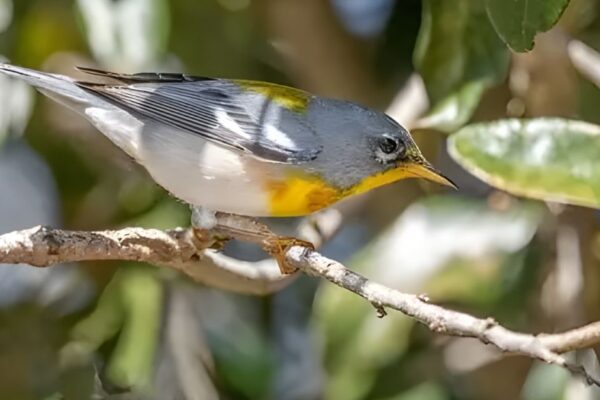 Florida is a paradise for bird lovers, especially for those who enjoy watching colorful warblers. The warbler found in Florida is known for its bright feathers, sweet songs, and lively behavior. From the mangroves to the forests, these tiny birds fill the air with music all year round. Many types of warbler found in Florida come during migration, while others stay as residents in the warm climate. People travel from all over the USA to see the warbler found in Florida in its natural home. Each warbler found in Florida has its own color, song, and story, making every sighting special and unforgettable. 1- Myrtle Warbler The Myrtle Warbler, one of the most common species of warbler found in Florida, is easily identified by its gray plumage with black streaks and a bright yellow patch on its rump. During winter, these resident and transient birds are widely observed across Florida’s coasts and inland habitats, including parks and urban gardens. Males are often brighter, especially during the breeding season, making them a delight for both amateur and professional birdwatchers. Their behavior includes quick flitting movements and distinct songs that can often be heard from forest edges or shrubby growth. These warblers feed on insects during summer but switch to berries during the cooler months. The Myrtle Warbler represents the adaptability and resilience of avian fauna in the southern ecosystems of Florida. 2- Wilson’s Warbler The Wilson’s Warbler is a bright yellow species with a striking black cap, often seen during migration through Florida in spring and fall. Although they don’t usually breed in Florida, their seasonal presence is a favorite among bird photographers and ornithologists. These migratory warblers prefer forest edges and wetlands, especially during their passage through the state. Their song is a sweet, high-pitched trill, often used for territorial and courtship purposes. Observing this warbler provides a glimpse into the complexity of avian migration and how these small birds rely on Florida’s ecosystem as a resting ground during their long journeys between North and Central America. 3- American Yellow Warbler The American Yellow Warbler (Setophaga petechia) is among the most visually striking warblers found in Florida. This species has several subspecies, including the Golden or Cuban Yellow Warbler, which are nonmigratory and resident in Florida’s red mangroves and coastal fringes. Their bright yellow plumage, buzzing song, and distinct call make them easy to identify even from a distance. In Miami-Dade, Monroe, and Florida Bay, these warblers breed in the mangrove habitat, showing a strong connection to the state’s subtropical environment. Interestingly, the Florida Yellow Warbler was first recorded breeding in 1942, suggesting a relatively recent colonization of the region. The Setophaga discolor paludicola and Setophaga petechia varieties highlight Florida’s unique ornithology and ecology, contributing to ongoing conservation and recolonization studies. 4- American Redstart The American Redstart adds vibrant energy to Florida’s birdlife with its black and orange plumage. This migratory warbler uses Florida as an essential stopover during spring and fall migration, often seen darting between forest edges and wetlands in search of insects. Known for their territorial behavior, these birds fan their tails to flush out prey. They can be spotted throughout the coastal regions and State Parks, adding movement and color to the avian population during migration periods. Their song is lively and complex, reflecting the diversity of warblers found in Florida. 5- Orange-Crowned Warbler The Orange-Crowned Warbler is a more subtle species compared to its colorful relatives. Often described as plain yellow-green, it’s a challenge to identify without careful observation. These migratory birds spend their winter months in Florida’s wetlands, shrubs, and coastal habitats, especially in southern areas. Despite its subdued appearance, the Orange-Crowned Warbler plays a crucial role in maintaining the ecology of Florida’s ecosystem by feeding on insects and contributing to pest control. Their presence highlights the importance of environmental conservation and habitat protection. 6- Nashville Warbler The Nashville Warbler is another migratory species that passes through Florida during spring and fall. Recognized by its gray head and yellow belly, it frequents second-growth forests and shrubby habitats during migration. Though it doesn’t breed in Florida, the Nashville Warbler’s occurrence contributes to the state’s status as a critical avian migration passage. Birdwatchers can often hear its rising pitch song in coastal and wetland regions during early mornings in April and May. 7- Common Yellowthroat The Common Yellowthroat is one of the most widespread warblers found in Florida. Males are easily recognized by their black mask and bright yellow throat, while females have softer tones. This species thrives in wetlands, marshes, and grassy areas, making it one of the easiest warblers to observe. They are known for their persistent song and adaptability, often breeding in both urban and rural environments. Conservation efforts for wetland areas have ensured that this resident species continues to flourish across the state. 8- Black-and-White Warbler The Black-and-White Warbler is one of the most distinctive warblers found in Florida due to its black and white streaks and nuthatch-like climbing behavior. It can be seen year-round, particularly in mature forests and mangroves. Its foraging style, which involves creeping along trunks and branches, makes it stand out from other Setophaga species. The Black-and-White Warbler demonstrates the behavioral diversity within Florida’s avian community, contributing to its rich ecological balance. 9- Northern Waterthrush The Northern Waterthrush is closely linked with Florida’s mangrove and wetland habitats. Its ground-foraging behavior and distinct, sharp song make it one of the most vocal warblers in the southern regions of the state. Seen mostly during migration, this species is a strong indicator of healthy wetland ecology. Its presence in Florida Bay and coastal mangrove areas emphasizes the need for ongoing conservation and protection of habitats from environmental concerns such as habitat loss. 10- Ovenbird The Ovenbird, named for its oven-shaped nest, is another warbler found in Florida during migration seasons. Its powerful “teacher-teacher” song is a familiar sound in forested regions during spring and fall. Though not a resident species, the Ovenbird’s occurrence during migration adds to Florida’s role as a crucial stopover habitat for North American avian populations. 11- Tennessee Warbler The Tennessee Warbler passes through Florida during migration, feeding on nectar and insects. It is often seen in forests and edge habitats, using its sharp visual detection to locate prey. This small bird contributes to natural insect control, showing how even transient species play a role in Florida’s ecosystem. Their presence during summer and winter transitions adds to the rich seasonal biodiversity of the state. 12- Northern Parula The Northern Parula is one of the most common breeding warblers found in Florida. With a beautiful mix of blue, green, and yellow plumage, it nests in Spanish moss hanging from trees. This species thrives in subtropical forests and humid environments, making it a year-round attraction for birdwatchers. Their rising, buzzing song fills the forests during January through July, marking their territory and courtship displays. The Northern Parula perfectly represents Florida’s endemic birdlife and ecological diversity. 13- Magnolia Warbler The Magnolia Warbler is a vibrant migrant seen in Florida during spring and fall. Recognized by its bold black streaks and yellow underside, it frequents forest edges and shrubby habitats. Its migration from North to South America makes Florida an important stopover range, offering rest and food resources. Observing this warbler during migration gives insights into avian behavior, migration ecology, and environmental adaptation. 14- Bay-Breasted Warbler The Bay-Breasted Warbler is an elegant species that passes through Florida during migration. Its chestnut coloration and soft song make it a favorite among bird photography enthusiasts. These warblers often mix with flocks of other Setophaga species during their journey, showcasing the interconnectedness of avian migration routes. Protecting Florida’s habitats ensures that the Bay-Breasted Warbler continues its migratory success. 15- Blackburnian Warbler The Blackburnian Warbler is one of the most striking warblers found in Florida, with its fiery orange throat and strong territorial song. It is a migratory visitor, passing through during spring and fall, and often spotted in tall canopies. Its dependence on Florida’s forests during migration reflects the importance of conservation and environmental protection. This species, along with others, underscores Florida’s role as a sanctuary for warblers, ensuring their continued breeding, migration, and ecological presence across generations. FAQs Are there warblers in Florida? Yes, many species of warblers live in Florida. Some are residents, while others visit during migration seasons. What bird is only found in Florida? The Florida Scrub-Jay is the only bird species found exclusively in Florida. It lives in the state’s dry scrub habitats. What is the rarest bird to see in Florida? The Mangrove Yellow Warbler and the Black-faced Grassquit are among the rarest birds seen in Florida due to their limited range and habitat. Conclusion Florida is a beautiful home for many birds, especially the warbler found in Florida. These small, bright songbirds make the state’s parks, forests, and mangroves full of life. Every warbler found in Florida adds color, movement, and music to nature. Some are resident species, while others visit during migration. Watching a warbler found Florida is a peaceful and joyful experience for all bird lovers. Protecting the habitat of every warbler found in Florida is very important. We must care for the environment, mangroves, and wetlands they live in. By helping with conservation, we make sure the warbler found Florida will always sing across the coastlines and skies of this sunny state.