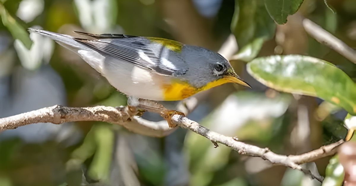Florida is a paradise for bird lovers, especially for those who enjoy watching colorful warblers. The warbler found in Florida is known for its bright feathers, sweet songs, and lively behavior. From the mangroves to the forests, these tiny birds fill the air with music all year round. Many types of warbler found in Florida come during migration, while others stay as residents in the warm climate. People travel from all over the USA to see the warbler found in Florida in its natural home. Each warbler found in Florida has its own color, song, and story, making every sighting special and unforgettable. 1- Myrtle Warbler The Myrtle Warbler, one of the most common species of warbler found in Florida, is easily identified by its gray plumage with black streaks and a bright yellow patch on its rump. During winter, these resident and transient birds are widely observed across Florida’s coasts and inland habitats, including parks and urban gardens. Males are often brighter, especially during the breeding season, making them a delight for both amateur and professional birdwatchers. Their behavior includes quick flitting movements and distinct songs that can often be heard from forest edges or shrubby growth. These warblers feed on insects during summer but switch to berries during the cooler months. The Myrtle Warbler represents the adaptability and resilience of avian fauna in the southern ecosystems of Florida. 2- Wilson’s Warbler The Wilson’s Warbler is a bright yellow species with a striking black cap, often seen during migration through Florida in spring and fall. Although they don’t usually breed in Florida, their seasonal presence is a favorite among bird photographers and ornithologists. These migratory warblers prefer forest edges and wetlands, especially during their passage through the state. Their song is a sweet, high-pitched trill, often used for territorial and courtship purposes. Observing this warbler provides a glimpse into the complexity of avian migration and how these small birds rely on Florida’s ecosystem as a resting ground during their long journeys between North and Central America. 3- American Yellow Warbler The American Yellow Warbler (Setophaga petechia) is among the most visually striking warblers found in Florida. This species has several subspecies, including the Golden or Cuban Yellow Warbler, which are nonmigratory and resident in Florida’s red mangroves and coastal fringes. Their bright yellow plumage, buzzing song, and distinct call make them easy to identify even from a distance. In Miami-Dade, Monroe, and Florida Bay, these warblers breed in the mangrove habitat, showing a strong connection to the state’s subtropical environment. Interestingly, the Florida Yellow Warbler was first recorded breeding in 1942, suggesting a relatively recent colonization of the region. The Setophaga discolor paludicola and Setophaga petechia varieties highlight Florida’s unique ornithology and ecology, contributing to ongoing conservation and recolonization studies. 4- American Redstart The American Redstart adds vibrant energy to Florida’s birdlife with its black and orange plumage. This migratory warbler uses Florida as an essential stopover during spring and fall migration, often seen darting between forest edges and wetlands in search of insects. Known for their territorial behavior, these birds fan their tails to flush out prey. They can be spotted throughout the coastal regions and State Parks, adding movement and color to the avian population during migration periods. Their song is lively and complex, reflecting the diversity of warblers found in Florida. 5- Orange-Crowned Warbler The Orange-Crowned Warbler is a more subtle species compared to its colorful relatives. Often described as plain yellow-green, it’s a challenge to identify without careful observation. These migratory birds spend their winter months in Florida’s wetlands, shrubs, and coastal habitats, especially in southern areas. Despite its subdued appearance, the Orange-Crowned Warbler plays a crucial role in maintaining the ecology of Florida’s ecosystem by feeding on insects and contributing to pest control. Their presence highlights the importance of environmental conservation and habitat protection. 6- Nashville Warbler The Nashville Warbler is another migratory species that passes through Florida during spring and fall. Recognized by its gray head and yellow belly, it frequents second-growth forests and shrubby habitats during migration. Though it doesn’t breed in Florida, the Nashville Warbler’s occurrence contributes to the state’s status as a critical avian migration passage. Birdwatchers can often hear its rising pitch song in coastal and wetland regions during early mornings in April and May. 7- Common Yellowthroat The Common Yellowthroat is one of the most widespread warblers found in Florida. Males are easily recognized by their black mask and bright yellow throat, while females have softer tones. This species thrives in wetlands, marshes, and grassy areas, making it one of the easiest warblers to observe. They are known for their persistent song and adaptability, often breeding in both urban and rural environments. Conservation efforts for wetland areas have ensured that this resident species continues to flourish across the state. 8- Black-and-White Warbler The Black-and-White Warbler is one of the most distinctive warblers found in Florida due to its black and white streaks and nuthatch-like climbing behavior. It can be seen year-round, particularly in mature forests and mangroves. Its foraging style, which involves creeping along trunks and branches, makes it stand out from other Setophaga species. The Black-and-White Warbler demonstrates the behavioral diversity within Florida’s avian community, contributing to its rich ecological balance. 9- Northern Waterthrush The Northern Waterthrush is closely linked with Florida’s mangrove and wetland habitats. Its ground-foraging behavior and distinct, sharp song make it one of the most vocal warblers in the southern regions of the state. Seen mostly during migration, this species is a strong indicator of healthy wetland ecology. Its presence in Florida Bay and coastal mangrove areas emphasizes the need for ongoing conservation and protection of habitats from environmental concerns such as habitat loss. 10- Ovenbird The Ovenbird, named for its oven-shaped nest, is another warbler found in Florida during migration seasons. Its powerful “teacher-teacher” song is a familiar sound in forested regions during spring and fall. Though not a resident species, the Ovenbird’s occurrence during migration adds to Florida’s role as a crucial stopover habitat for North American avian populations. 11- Tennessee Warbler The Tennessee Warbler passes through Florida during migration, feeding on nectar and insects. It is often seen in forests and edge habitats, using its sharp visual detection to locate prey. This small bird contributes to natural insect control, showing how even transient species play a role in Florida’s ecosystem. Their presence during summer and winter transitions adds to the rich seasonal biodiversity of the state. 12- Northern Parula The Northern Parula is one of the most common breeding warblers found in Florida. With a beautiful mix of blue, green, and yellow plumage, it nests in Spanish moss hanging from trees. This species thrives in subtropical forests and humid environments, making it a year-round attraction for birdwatchers. Their rising, buzzing song fills the forests during January through July, marking their territory and courtship displays. The Northern Parula perfectly represents Florida’s endemic birdlife and ecological diversity. 13- Magnolia Warbler The Magnolia Warbler is a vibrant migrant seen in Florida during spring and fall. Recognized by its bold black streaks and yellow underside, it frequents forest edges and shrubby habitats. Its migration from North to South America makes Florida an important stopover range, offering rest and food resources. Observing this warbler during migration gives insights into avian behavior, migration ecology, and environmental adaptation. 14- Bay-Breasted Warbler The Bay-Breasted Warbler is an elegant species that passes through Florida during migration. Its chestnut coloration and soft song make it a favorite among bird photography enthusiasts. These warblers often mix with flocks of other Setophaga species during their journey, showcasing the interconnectedness of avian migration routes. Protecting Florida’s habitats ensures that the Bay-Breasted Warbler continues its migratory success. 15- Blackburnian Warbler The Blackburnian Warbler is one of the most striking warblers found in Florida, with its fiery orange throat and strong territorial song. It is a migratory visitor, passing through during spring and fall, and often spotted in tall canopies. Its dependence on Florida’s forests during migration reflects the importance of conservation and environmental protection. This species, along with others, underscores Florida’s role as a sanctuary for warblers, ensuring their continued breeding, migration, and ecological presence across generations. FAQs Are there warblers in Florida? Yes, many species of warblers live in Florida. Some are residents, while others visit during migration seasons. What bird is only found in Florida? The Florida Scrub-Jay is the only bird species found exclusively in Florida. It lives in the state’s dry scrub habitats. What is the rarest bird to see in Florida? The Mangrove Yellow Warbler and the Black-faced Grassquit are among the rarest birds seen in Florida due to their limited range and habitat. Conclusion Florida is a beautiful home for many birds, especially the warbler found in Florida. These small, bright songbirds make the state’s parks, forests, and mangroves full of life. Every warbler found in Florida adds color, movement, and music to nature. Some are resident species, while others visit during migration. Watching a warbler found Florida is a peaceful and joyful experience for all bird lovers. Protecting the habitat of every warbler found in Florida is very important. We must care for the environment, mangroves, and wetlands they live in. By helping with conservation, we make sure the warbler found Florida will always sing across the coastlines and skies of this sunny state.