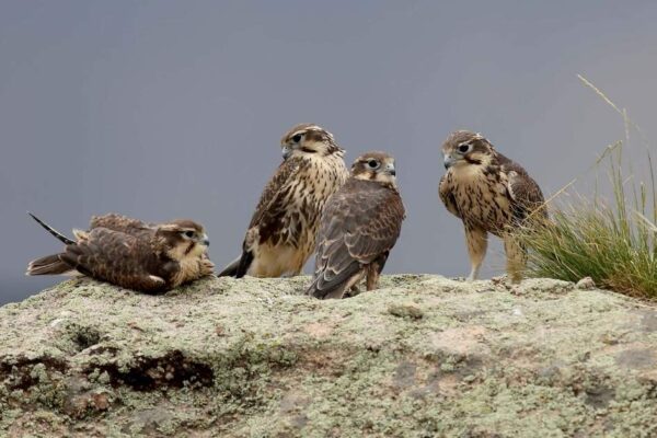 Arizona Falcons