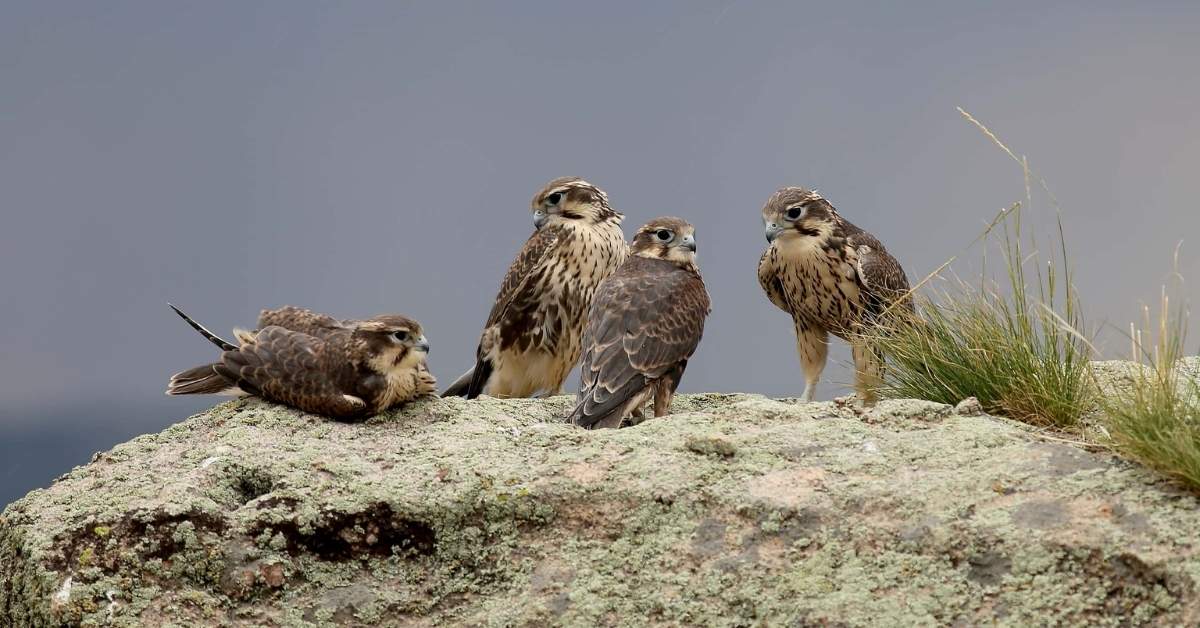 Arizona Falcons