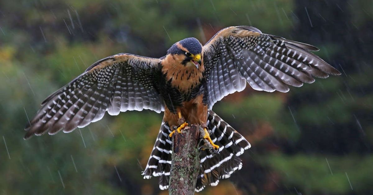 American Kestrel