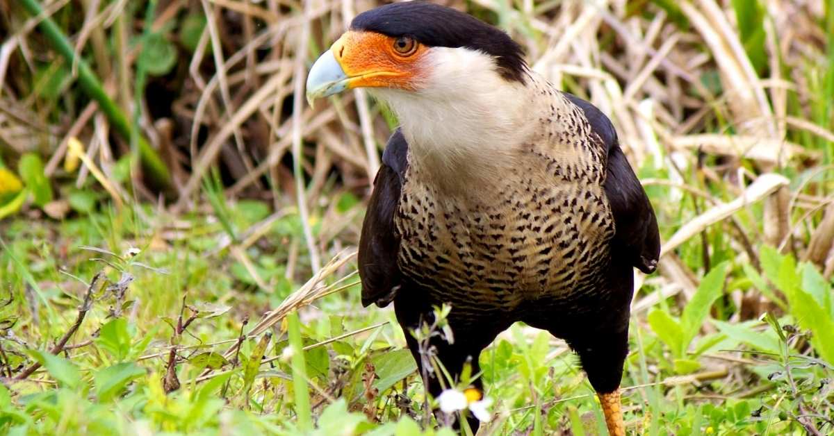 Crested Caracara