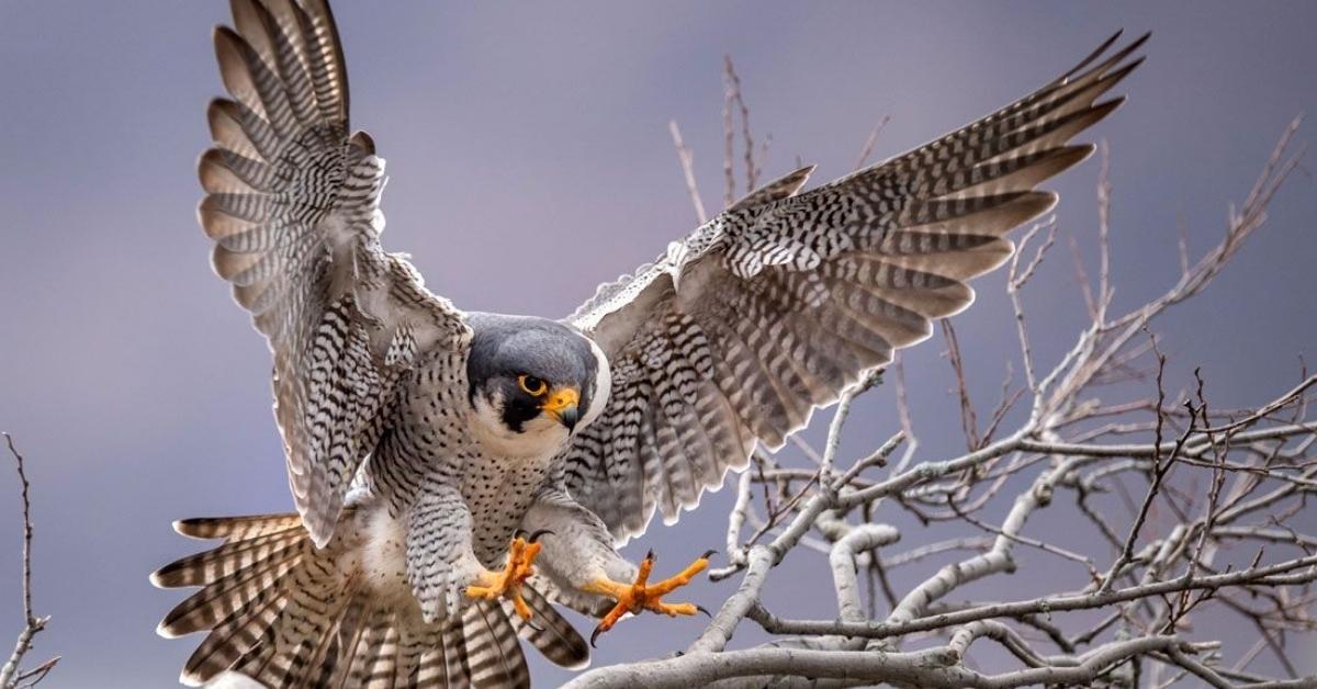 Peregrine Falcon