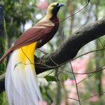 The Stunning Lesser Bird of Paradise The Stunning Lesser Bird of Paradise